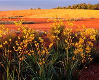 Royal Botanic Gardens Victoria Cranbourne