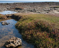 Ricketts Point Marine Sanctuary