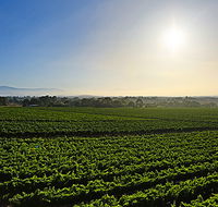GREENSTONE VINEYARDS - Attractions Melbourne
