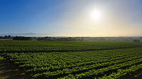 GREENSTONE VINEYARDS