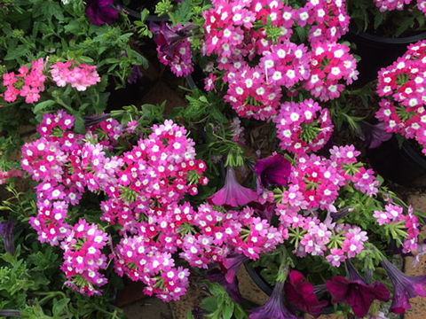 Main Street Market Mornington - Attractions Melbourne 4