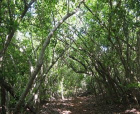 Eucalypt Trail - Attractions Melbourne 0