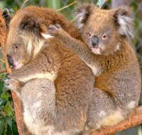 Shoalhaven Zoo - Attractions Melbourne