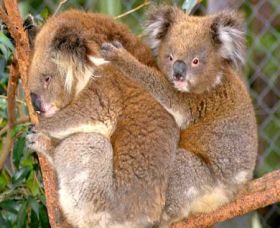 Shoalhaven Zoo - Attractions Melbourne 0