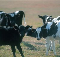 Bodalla Dairy Cheese Factory - Attractions Melbourne