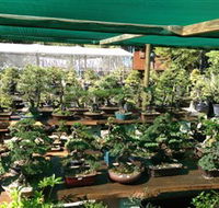 Bonsai at the Bay - Attractions Melbourne