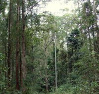 Bongil Bongil National Park - Attractions Melbourne