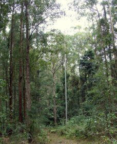 Bongil Bongil National Park - Attractions Melbourne 0