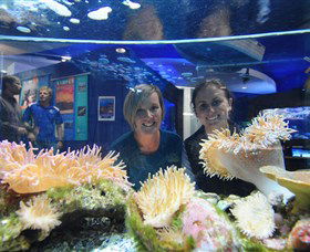 Solitary Islands Aquarium - Attractions Melbourne 0