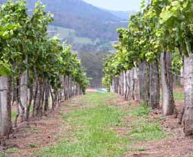 Villa D Esta Vineyard - Attractions Melbourne 1
