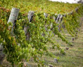 Moothi Estate Vineyard And Cellar Door - Attractions Melbourne 1