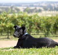 Moothi Estate Vineyard and Cellar Door - Attractions Melbourne