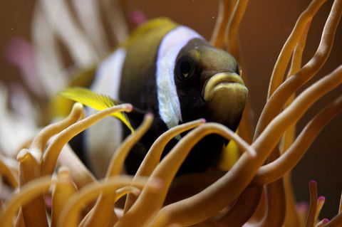 Solitary Islands Aquarium - Attractions Melbourne 1