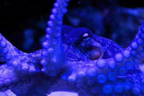 Solitary Islands Aquarium - Attractions Melbourne 2