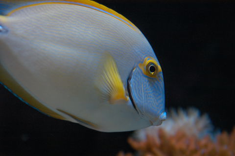 Solitary Islands Aquarium - Attractions Melbourne 3