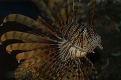 Solitary Islands Aquarium - Attractions Melbourne 4