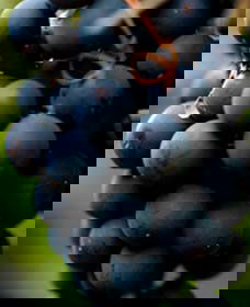 Canowindra NSW Attractions Melbourne