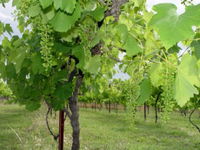 Holland Wines