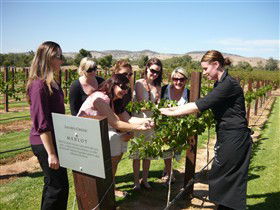 Jacob's Creek Vineyard Tour - Attractions Melbourne 2