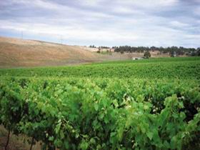 Uleybury Wines - Attractions Melbourne 2