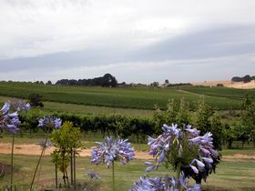 Mount Jagged Wines - Attractions Melbourne 1