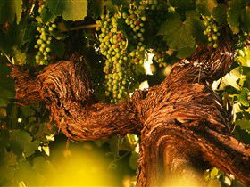 Henschke Cellars - Attractions Melbourne 4