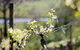 Stonier Wines - thumb 0