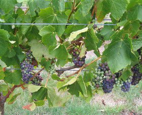 Dinny Goonan Wines - Attractions Melbourne 0