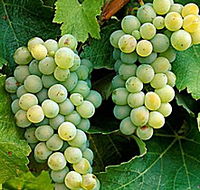 Clover Hill Vineyard - Attractions Melbourne