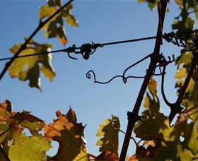 Blackjack Vineyards - Attractions Melbourne 1