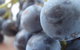 Cannibal Creek Vineyard - thumb 2
