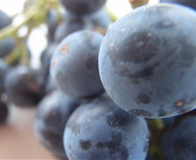 Cannibal Creek Vineyard - Attractions Melbourne 2