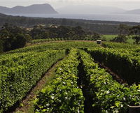 Book Bream Creek Accommodation Vacations Attractions Melbourne Attractions Melbourne