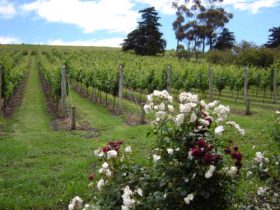 Pembroke Estate Vineyard - Attractions Melbourne 0