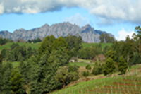 Lake Barrington Vineyard