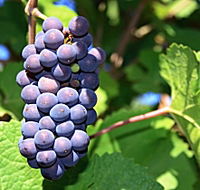 Tinderbox Vineyard - Attractions Melbourne
