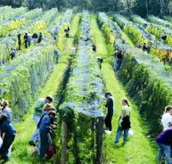 Crosswinds Vineyard