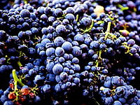 Tolpuddle Vineyard
