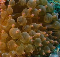 Coral Gardens Dive Site Mooloolaba - Attractions Melbourne