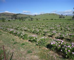 Damasque Rose Oil Farm - Attractions Melbourne 1