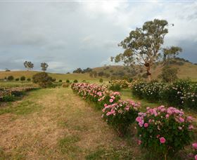 Damasque Rose Oil Farm - Attractions Melbourne 0