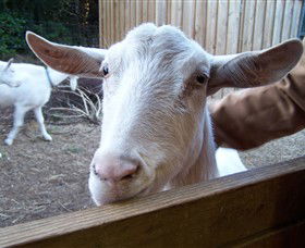 Drysdale Cheeses - Attractions Melbourne 0