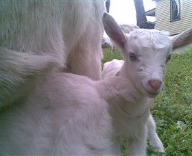 Drysdale Cheeses - Attractions Melbourne 3