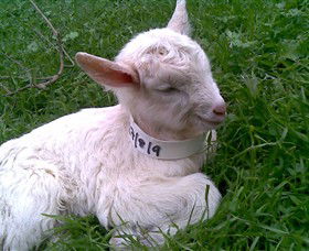 Drysdale Cheeses - Attractions Melbourne 12