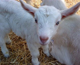 Drysdale Cheeses - Attractions Melbourne 14