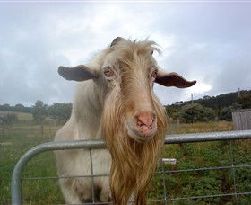 Drysdale Cheeses - Attractions Melbourne 16