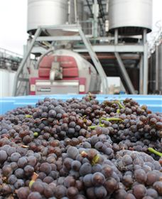 Punt Road Winery - Attractions Melbourne 4