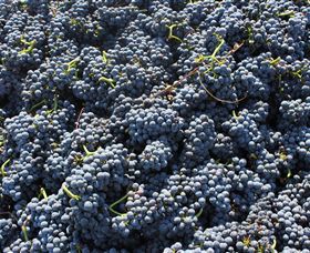 Punt Road Winery - Attractions Melbourne 6