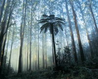 Yarra Ranges National Park