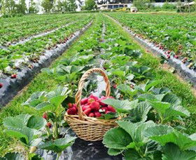 Blue Hills Berries & Cherries - Attractions Melbourne 0
